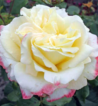Groblumige Buschrose 'ATHENA' ** Kordes 2014, Cont. 2 l