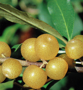 Obr�zok