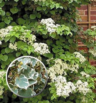 Kletterhortensie TAKE A CHANCE 40-50 cm, Cont. 1,6 l, Pflanze mit Rankhilfen
