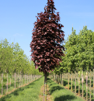Spitzahorn 'CRIMSON SENTRY' auf Stamm 120 cm, Cont. 7,5 l