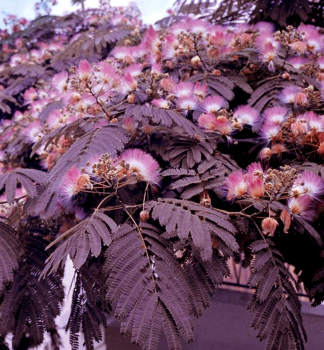 Seidenbaum SUMMER CHOCOLATE 50-60 cm, Cont. 3 l