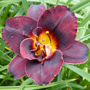 Obrzok (6)