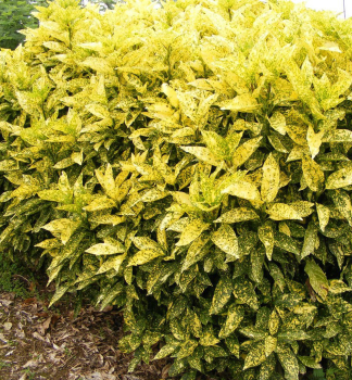 Japanische Aukube CROTONIFOLIA GOLD 40-50 cm, Cont. 5 l