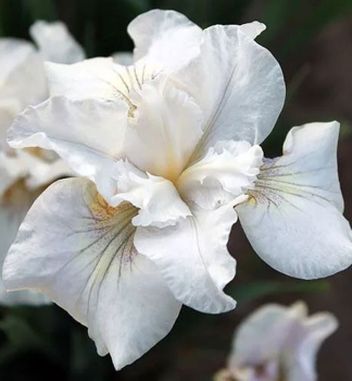 Sibirische Schwertlilie 'NOT QUITE WHITE' Cont. 1 l