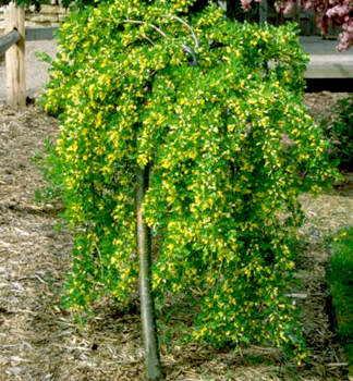 Erbsenstrauch 'PENDULA' auf Stamm 180 cm, Cont. 15 l