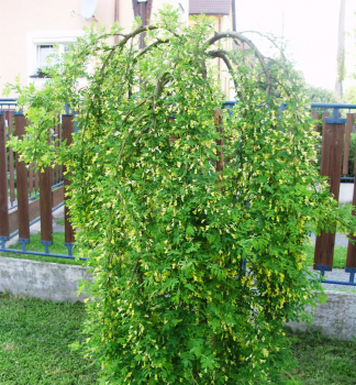 Erbsenstrauch 'PENDULA' auf Stamm 180 cm, Cont. 15 l