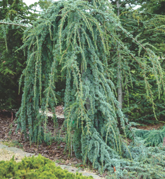 Libanon-Zeder �GLAUCA PENDULA� 130-140 cm, Cont. 12 l