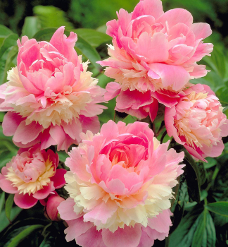 Pfingstrose �SORBET�, Cont. 1 l