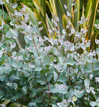 Mostgummi-Eukalyptus, 20-30 cm, Cont. 1,5 l