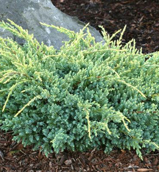 Beschuppter Wacholder HOLGER 20-30 cm, Cont. 2 l
