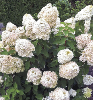 Rispenhortensie PHANTOM 20-30 cm, Cont. 1,4 l