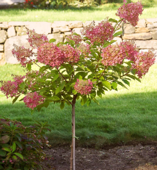 Rispenhortensie 'PHANTOM' auf Stamm 60 cm, Cont. 4,5 l