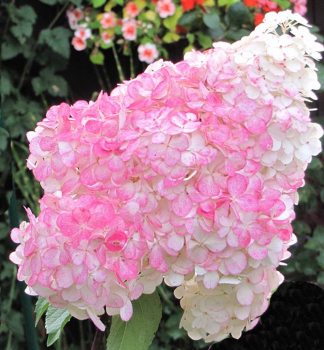 Rispenhortensie 'PINK LADY' 15-20 cm, Cont. 1,4 l