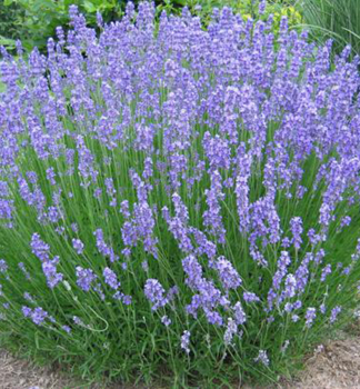 Lavendel DUTCH, Cont. 1 l