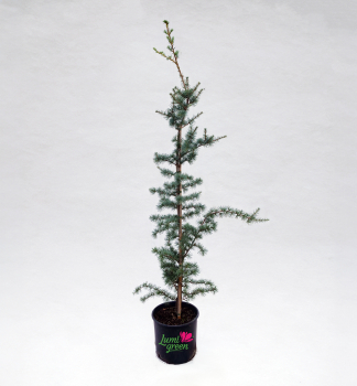 Atlas-Zeder GLAUCA 100-120 cm, Cont. 10 l