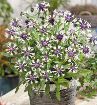Flockenblume AMETHYST IN SNOW Cont. 0,5 l