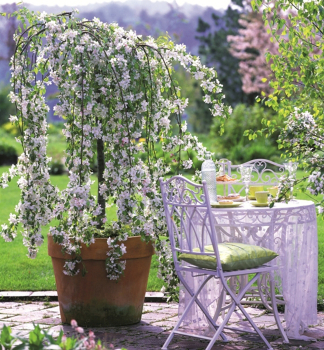 Zierapfelbaum 'FONTANA' auf Stamm 80 cm, Cont. 7,5 l