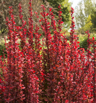 Thunberg-Berberitze RED ROCKET 40-50 cm, Cont. 2,5 l