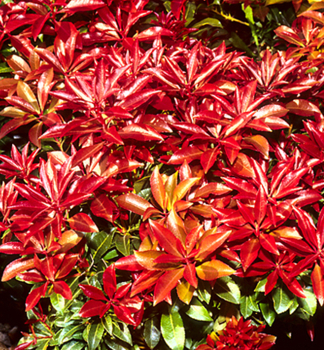 Schattenglckchen MOUNTAIN FIRE 20-30 cm, Cont. 2 l