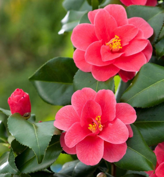 Japanische Kamelie 'MARY WILLIAMS', Cont. 0,5 l