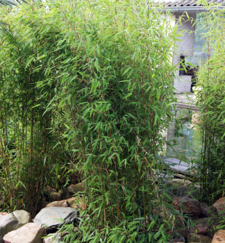 Bambus / Fargesia murieliae 'OBELISK' 80-90 cm, Cont. 2,5 l