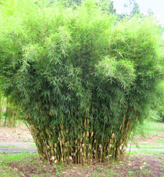 Bambus/ Fargesia robusta 'PINGWU' 20-30 cm, Cont. 3,5 l