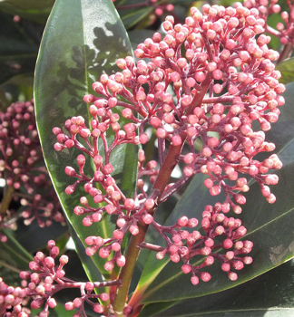Skimmia japonica �RUBELLA� detail kvetu