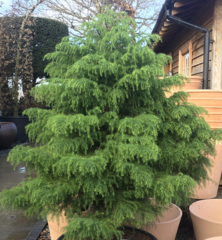 Japanische Sicheltanne ELEGANS VIRIDIS 30-40 cm, Cont. 2,5 l