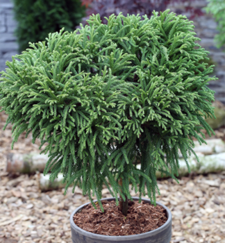 Japanische Sicheltanne GLOBOSA NANA auf Stamm 40 cm, Cont. 9 l