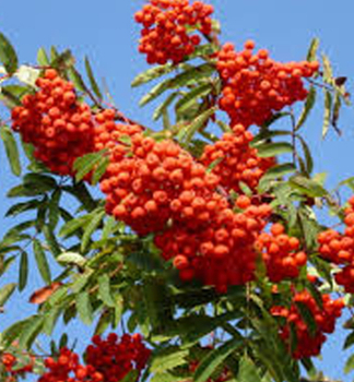 Eberesche EDULIS 180-200 cm, Cont. 12 l