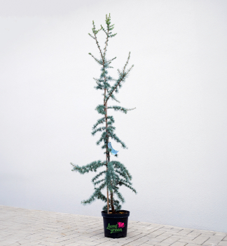 Libanon-Zeder GLAUCA 140-150 cm, Cont. 7,5 l