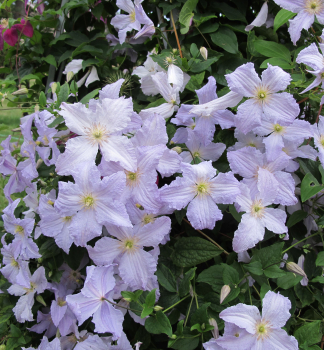 Clematis 'BLEKITNY ANIOL' 40-50 cm, Cont. 2 l