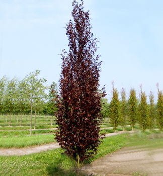 Rotbuche 'DAWYCK PURPLE' 200-220 cm, Cont. 12 l