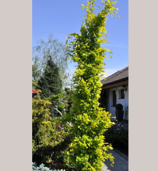 Fagus sylvatica DAWYCK GOLDokrasa zhonu pri dome