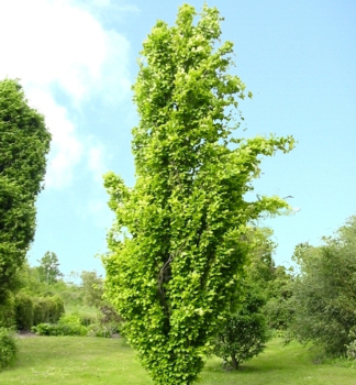Waldbuche DAWYCK GOLD 170-200 cm, Cont. 12 l