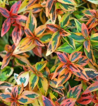 Gro�bl�tige Abelie �KALEIDOSCOPE� 20-30 cm, Cont. 2 l