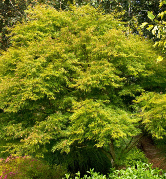 Fcherahorn SEIRYU 50-60 cm, Cont. 3 l