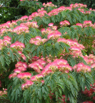 Seidenbaum ROSEA 70-80 cm, Cont. 3 l