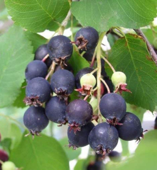 Erlenblttrige Felsenbirne SASKATOON BERRY 40-50 cm, Cont. 4 l