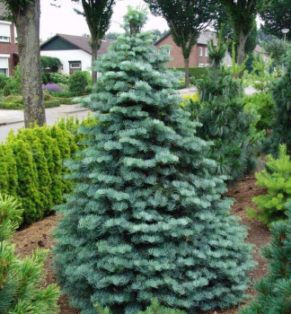 Colorado-Tanne 30-40 cm, Cont. 2,5 l
