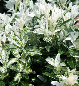 Spindelstrauch �PIERROLINO� 20-30 cm, Cont. 3 l