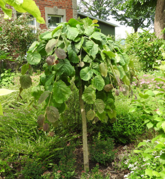 Haselnuss 'PENDULA' auf Stamm150 cm, Cont. 10 l