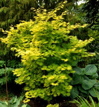 Japanischer Ahorn JORDAN 50-60 cm, Cont. 3 l