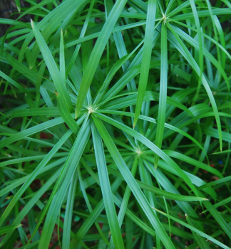 Cyperus alternifolius, Cont. 0,5 l