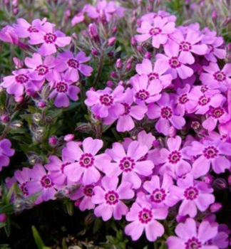 Flammenblume �ZWERGENTEPPICH�, Cont. 0,5 l