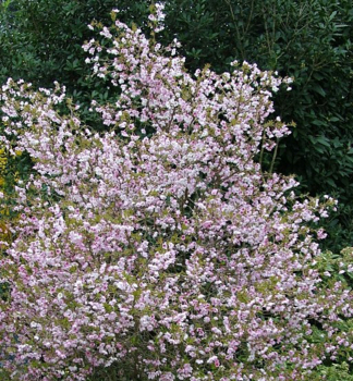 Bohato zakvitnut� okrasn� �ere��a - Prunus incisa �Kojou-no-mai�