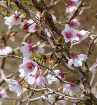 Detail kvetov a exotick�ch pokr�ten�ch v�honov - Prunus incisa �Kojou-no-mai�