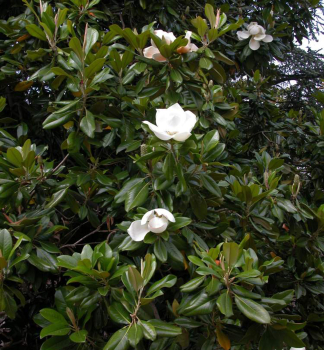 Immergrne Magnolie GALISSONIENSIS 150-170 cm, Cont. 25 l