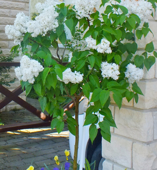 Flieder 'MADAME LEMOINE' auf Stamm 120 cm, Cont. 10 l