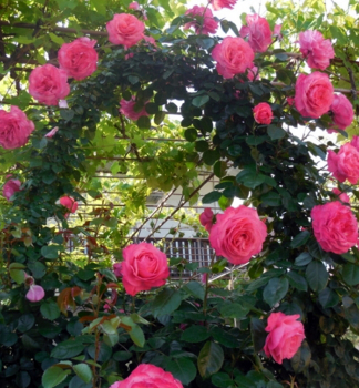 Kletterrose ROSANNA * Kordes 2002, Cont. 2 l